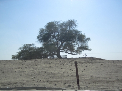 Tree of Life Bahrain "Pohon yang Kesepian"