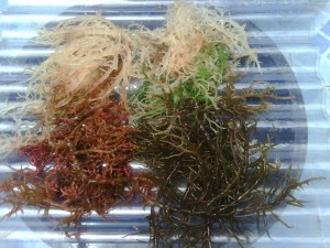Potensi Biomass dari  Budidaya Rumput Laut sangat  Spektakuler