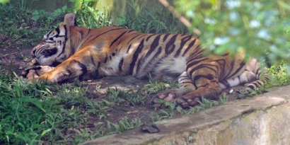 Harimau Sumatera, Punah atau Lestari?