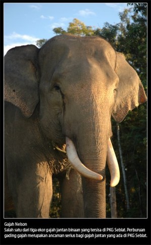 Gajah Sumatera, Nasibmu Kini