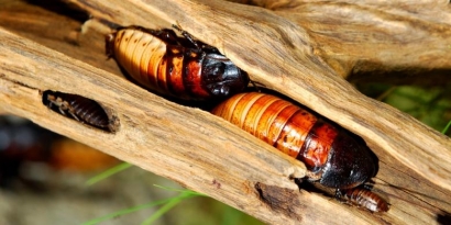Kecoa, Orthoptera yang Berkhasiat