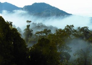Hutan Tropis Rusak Planet Bumi "Bengek"