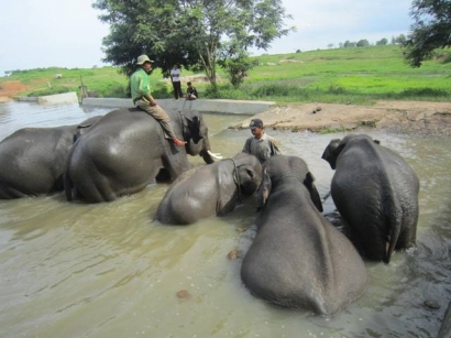 Mengintip Gajah Mandi di Taman Nasional Way Kambas