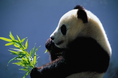 Berharap pada Panda Sebagai Pemecah Kebuntuan Biofuel