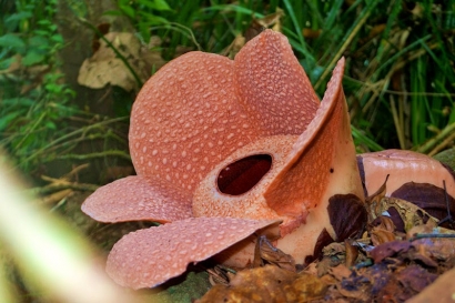 Data Rafflesia Bengkuluensis Mekar di Padang Guci Hulu Kaur Bengkulu Tahun 2014