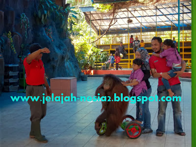 Bersepeda Bersama Orang Utan di Surabaya