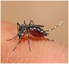 Fakta (Penting) tentang Nyamuk