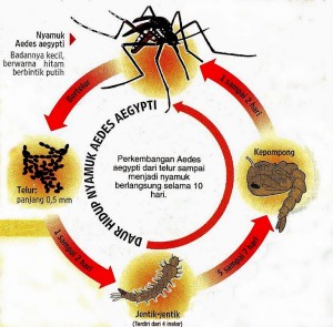 Mewaspadai Invasi Virus Demam Berdarah Dengue Di DKI Jakarta