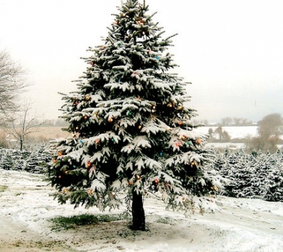 Pohon Natal dengan Lahir Yesus?