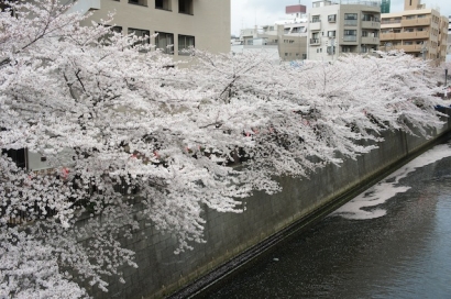 Kala Sakura Merekah di Tokyo