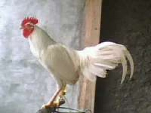 Ayam Jantan Mahal bagi Orang Batak