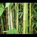 Puting Beliung ‘Takut’ Sama Kebun Bambu