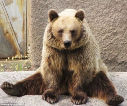 Apa Jadinya Jika Seekor Beruang Melakukan Gerakan Yoga