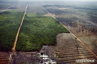 Tiga Alasan Mengapa Kita harus Menjaga Hutan Kita dari Kerusakan, Pembakaran dan Deforestasi