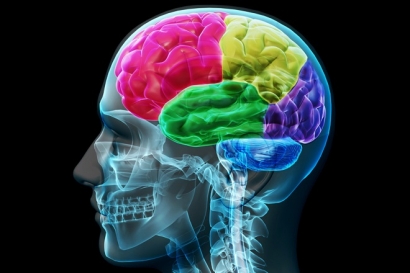 Perbedaan Otak Kanan dan Otak Kiri Manusia