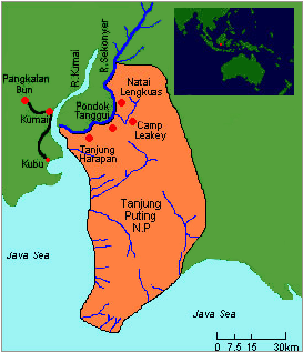 Taman Nasional Tanjung Puting, Rumahnya Orang Utan Kalimantan