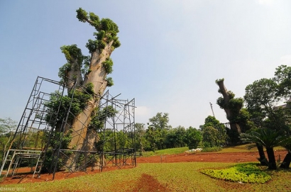 Pohon Raksasa Baobab di Kampus UI Itu Kini Meranggas
