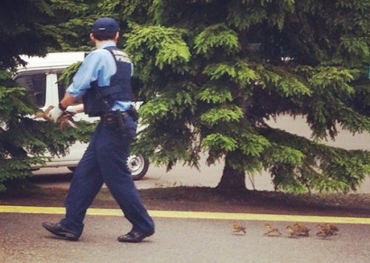 Dengan Ramah, Pak Polisi Menggiring Bebek di Sapporo, Jepang