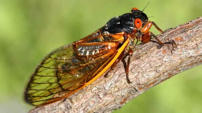 Cicada, Serangga Kecil Bersuara Besar