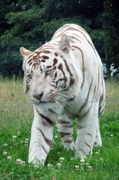 Harimau Putih Menerkam Seorang Bocah Hingga Tewas!