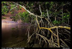 Satu Juta Rupiah per Kamera di Hutan Mangrove Wisata Alam Pantai Indah Kapuk