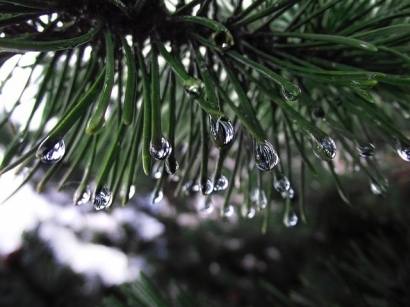 Hujan pada Pinus