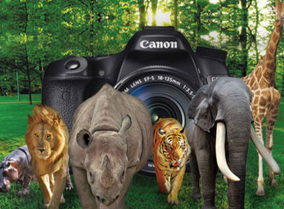 Wisata Taman Safari Indonesia