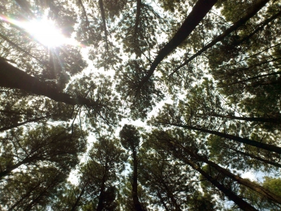 Mencari Kesunyian Dibalik Hutan Pinus Imogiri
