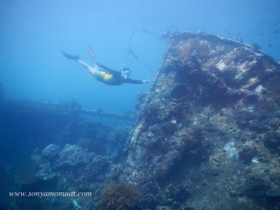 Snorkeling & Free Dive di atas Kapal Karam, Berjuta Rasanya
