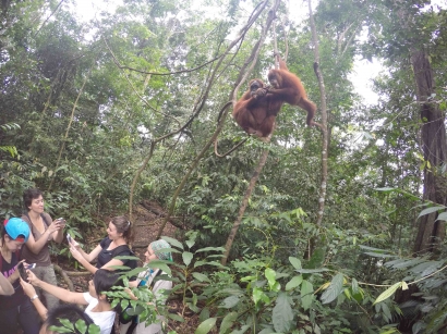 Menikmati Pesona Sumatera: (5) Menjenguk Orangutan di Bukit Lawang