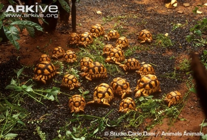 Kura-kura Darat yang Umum Dipelihara di Indonesia (bag. 1)