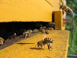 Dissapearing Bees