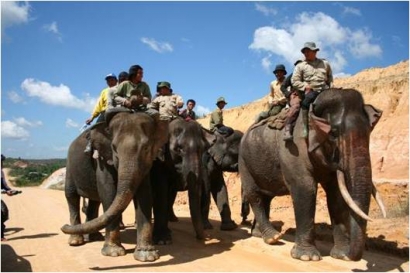 Mencegah Konflik Gajah, Melindungi Gajah