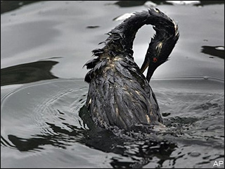 The BP Spill and it's Effects