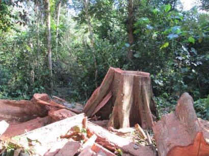 Pemanenan Hutan: Dampak Positif yang Tersisa