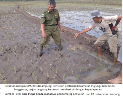 Angin Surga Program Swasembada Pangan Jokowi