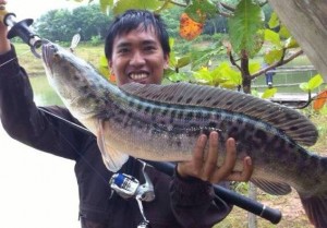 Ikan Toman, Legenda Sungai Musi yang Hebat!