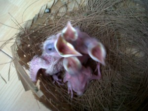 Penangkar Jalak Bali Klaten: Lupakan Bahwa Burung Jalak Bali Anda Pernah Mati