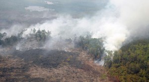 Membakar Akar Kebakaran Hutan di Riau