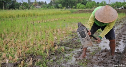 Indonesia Butuh Presiden Pertanian