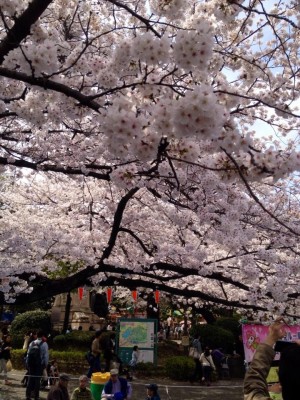 Menikmati Keindahan Sakura di Ueno Park