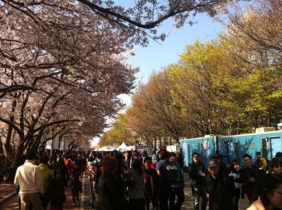 Romantisme Musim Semi di Yeouido Cherry Blossom Festival 2014, Korea Selatan