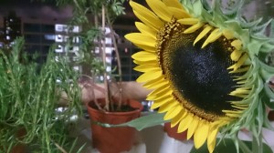 Menanam Bunga Matahari Dalam Pot, Kenapa Tidak?